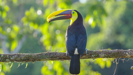 rear view of a yellow-throated toucan holding a banana piece at costa rica