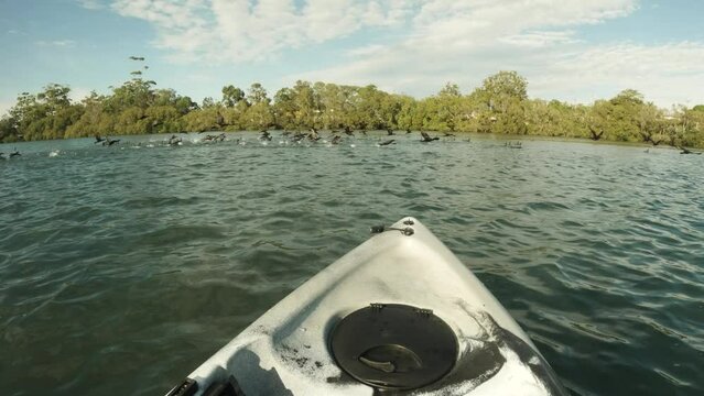 Citizen scientist conducting field research observes a flock of Cormorants inhabiting an ocean estuary. Nature wildlife