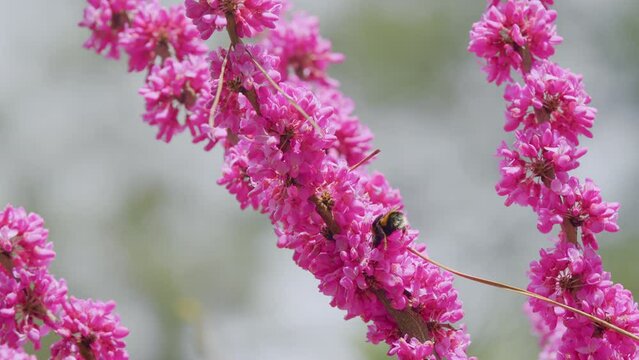 Bombus Pascuorum Collecting Pollen On Cercis Siliquastrum. Cercis Siliquastrum Blossom. Close up.