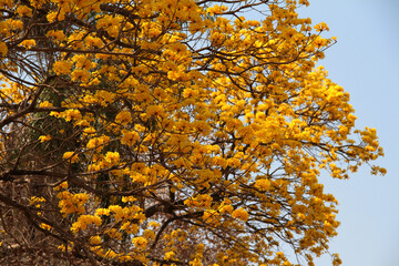 yellow tree