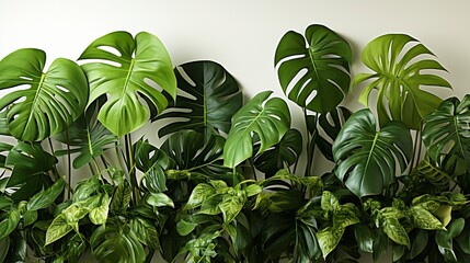 Dark green leaves of monstera or split-leaf philodendron (Monstera deliciosa) the tropical foliage plant growing in wild isolated on white background : Generative AI