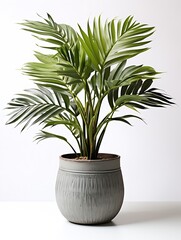 Kentia Palm Tree grey in pots. Houseplant isolated on white background : Generative AI