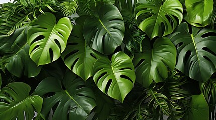 Dark green leaves of monstera or split-leaf philodendron (Monstera deliciosa) the tropical foliage plant growing in wild isolated on white background : Generative AI - obrazy, fototapety, plakaty