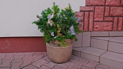 Decorative European Yew in Outdoor Flower Pot Decorated with Christmas Time Advent Ornaments
