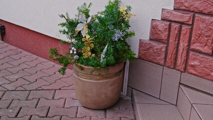 Decorative European Yew in Outdoor Flower Pot Decorated with Christmas Time Advent Ornaments