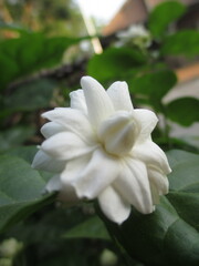 Fototapeta premium white roses that bloom in the morning