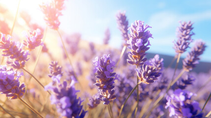 Vivid lavender flowers flourishing in a sun-drenched field, capturing the warm essence of summer days.