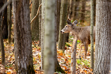 White-tailed deer buck (odocoileus virginianus) standing in a Wisconsin forest during the rut.