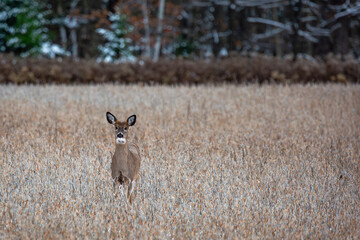 White-tailed deer (odocoileus virginianus) fawn buck standing in a soybean field