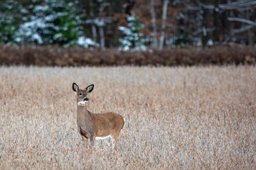 White-tailed deer (odocoileus virginianus) fawn buck standing in a soybean field