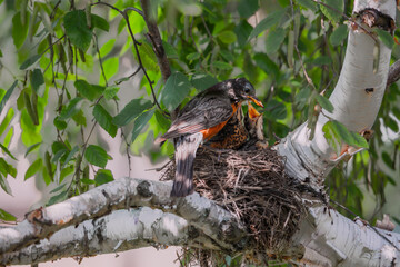 An American Robin feeding her little nestlings between branches on a tree
