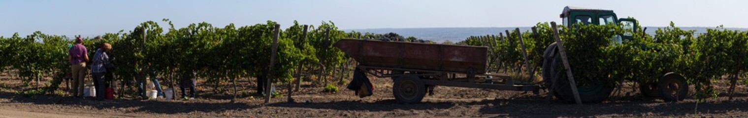 Taraclia, Moldova, 09.15.2020. Peasants are picking grapes. Harvest home. Wine-making. Technology of wine production. The folk tradition of making wine.
