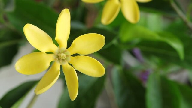 Gardenia carinata Wall. ex Roxb. Blooming Gardenia carinata wall flower with green leaves in the garden.