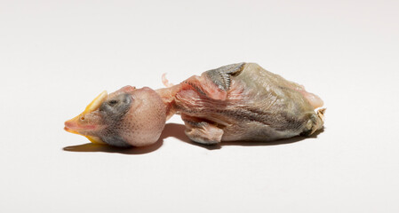 Obraz premium A house sparrow chick that fell out of the nest. The tragedy of the reproduction process in birds. A dying animal on a white background.