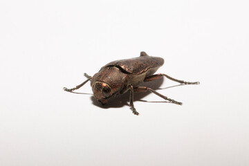 Perotis lugubris is a genus of beetles in the family Buprestidae.The insect is a parasite.