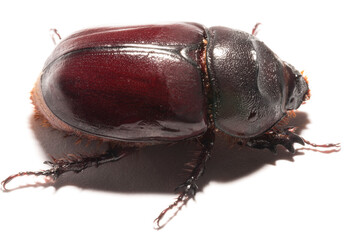 European rhinoceros beetle (Oryctes nasicornis) is a large flying beetle belonging to the subfamily Dynastinae. Imago, a female insect.