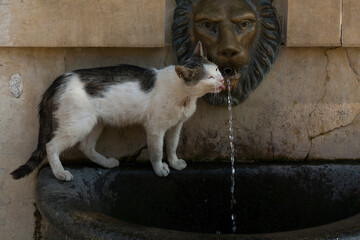 The cat drinks water from the spring. Curious behavior of a pet.  Adaptation of animals to life in...