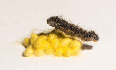 Apanteles glomeratus, Pieris brassicae. Parasitization of insects among themselves. Koinobiont parasitoid wasps.