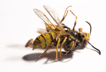 Vespula germanica, the European wasp, German wasp, or German yellowjacket.