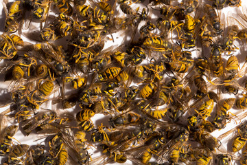 Vespula germanica, the European wasp, German wasp, or German yellowjacket