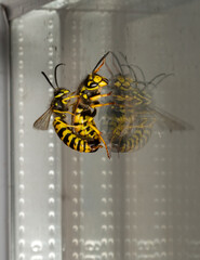 Vespula germanica, the European wasp, German wasp, or German yellowjacket.