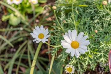 マーガレット　庭に咲く白い花