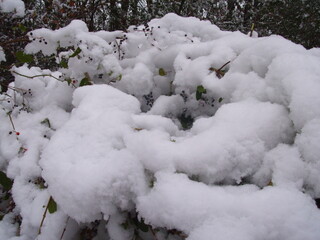 snow covered tree