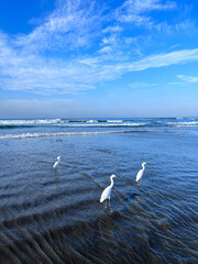View of the sea with birds