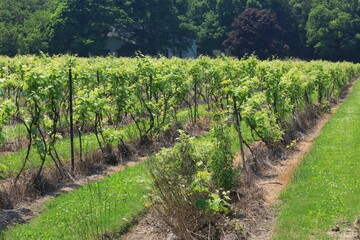 Fototapeta na wymiar Vineyard of grapes for wine