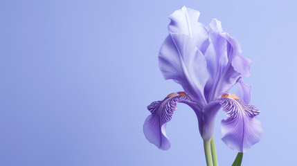 A single purple iris flower in full bloom, beautifully contrasted against a soft blue background,...