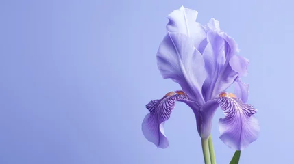 Schilderijen op glas A single purple iris flower in full bloom, beautifully contrasted against a soft blue background, symbolizing hope and wisdom. © tashechka