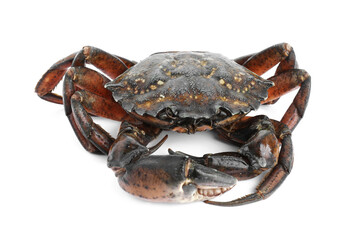 One fresh raw crab isolated on white