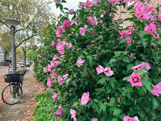 Beautiful shrub with bright flowers growing outdoors