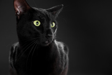 Adorable cat on black background, space for text. Lovely pet