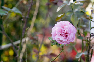 Obraz premium ピンクの秋薔薇