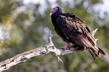 Perched Scavenger: Turkey Vulture in Profile on Branch with Intricate Spider Web