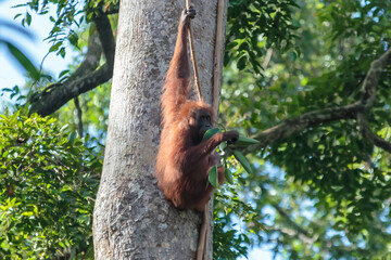 orangutans or pongo pygmaeus is the only asian great found on the island of Borneo and Sumatra