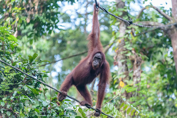 orangutans or pongo pygmaeus is the only asian great found on the island of Borneo and Sumatra