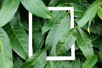Close-up of a white frame amidst dense green leaves.