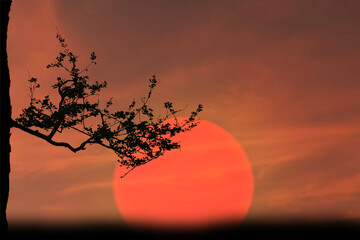 Silhouette of tree branches with red sun as background in nature