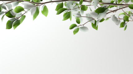 A serene branch of green leaves presented on a clean white background, highlighting purity and tranquility.