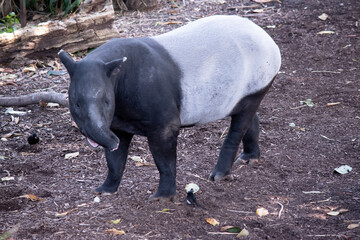 the front and black or the Malaysian tapir are black and the midsectiion is white.  There nose and lip are extended to form a  short prehensile snout.