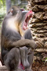 the mandrill has thick ridges along the nose that are purple and blue, red lips and nose, and a golden beard.