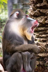 the mandrill has thick ridges along the nose that are purple and blue, red lips and nose, and a golden beard.