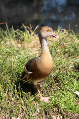 The plumed whistling duck's face and fore-neck are light, the crown and hind neck are pale brown and the brown feathers of the upper back are edged buff.