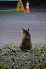 野良猫