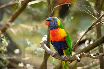 The rainbow lorikeet has a bright yellow-orange/red breast, a mostly violet-blue throat and a yellow-green collar.