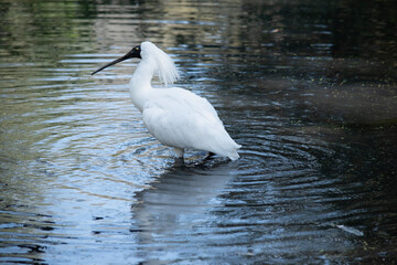 The royal spoonbill is a large white sea bird with a black bill that looks like a spoon. The royal spoonbill has yellow eyebrows and black legs