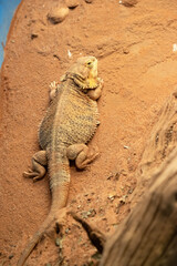 They have a broad, triangular head, round bodies, stout legs, and robust tails.