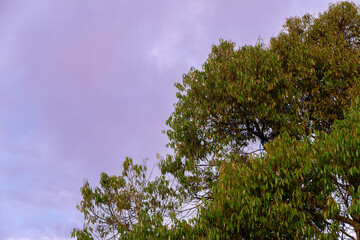 The tips of green leaves on the blue sky background